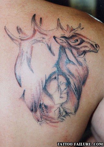 Animaux_27
